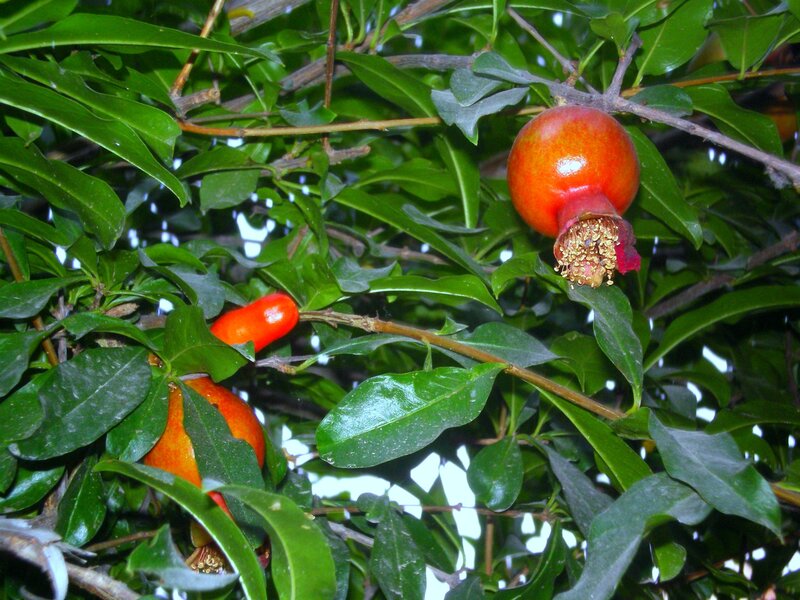 Pomegranates on a Tree
