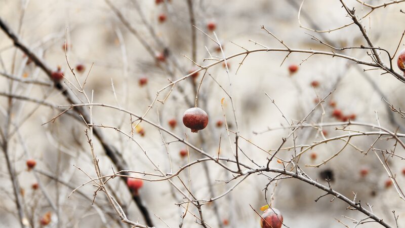 Pomegranates on Bare Branches — Brown