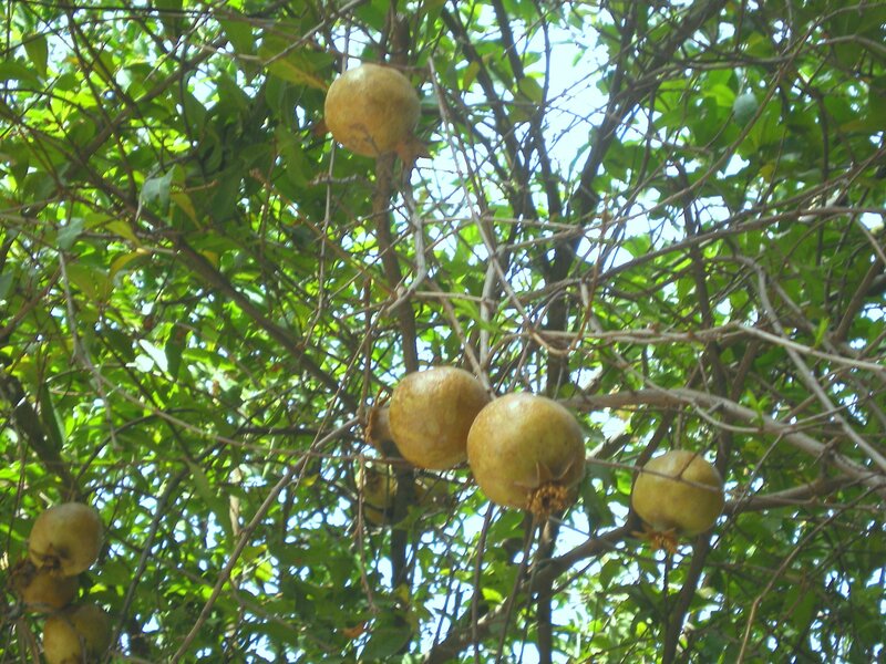 Pomegranates on Tree