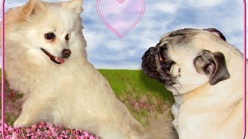 Pomeranian and Pug Dog