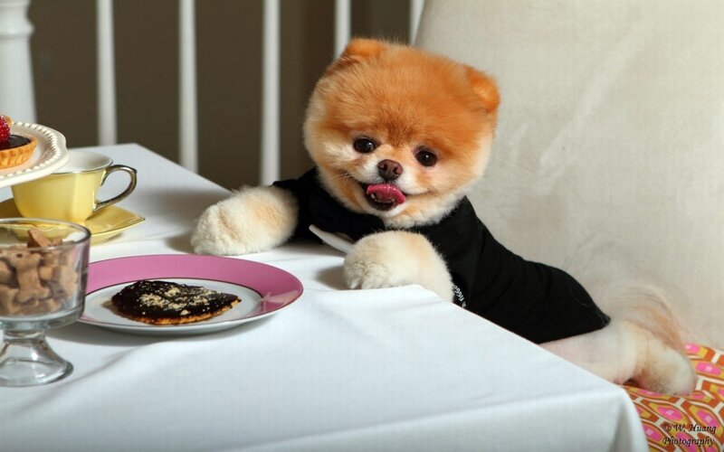 Pomeranian Dog at Table