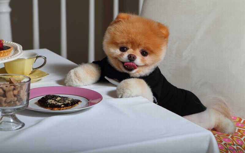 Pomeranian Dog at Table — White, Calm