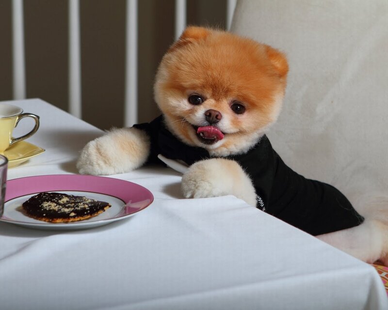 Pomeranian Dog at Table — White