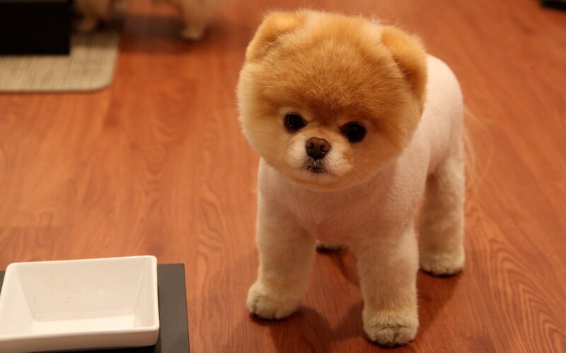 Pomeranian Dog — Brown, Calm, Photograph, Wood Floor