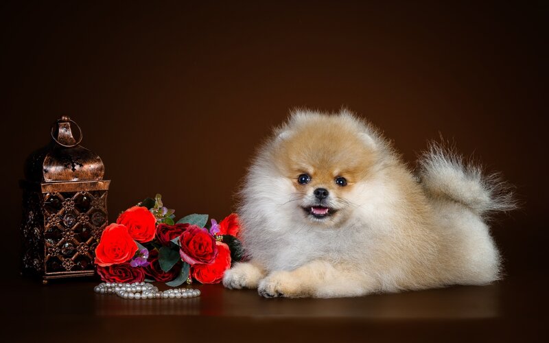 Pomeranian Dog — Brown, Calm