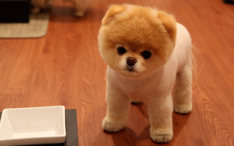 Pomeranian Dog — Brown