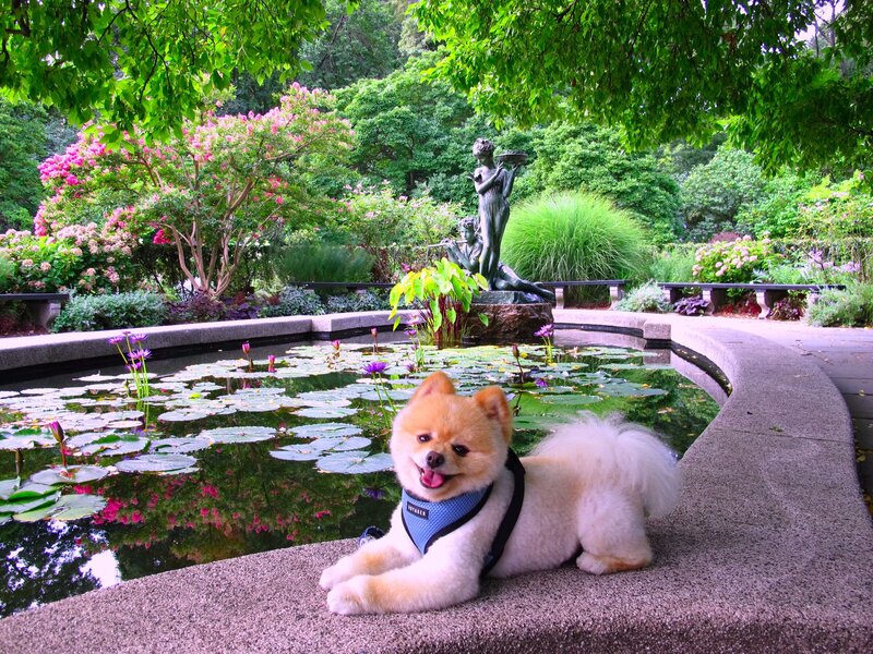 Pomeranian Dog by Pond
