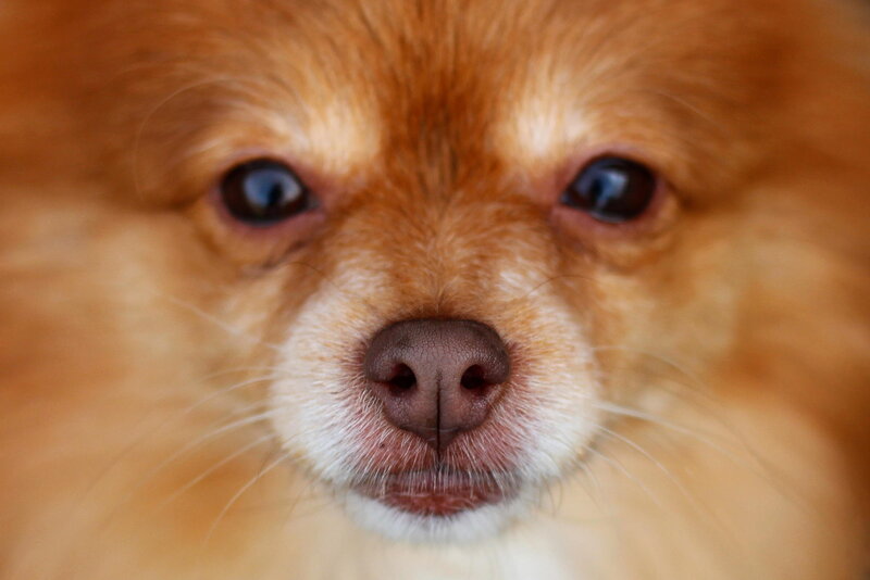 Pomeranian Dog Face