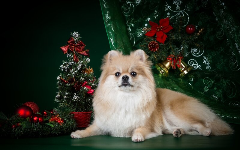 Pomeranian Dog — Green, Festive