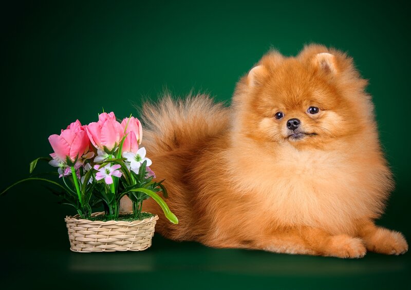 Pomeranian Dog — Green