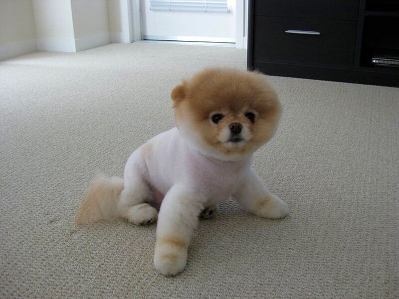 Pomeranian Dog Groomed