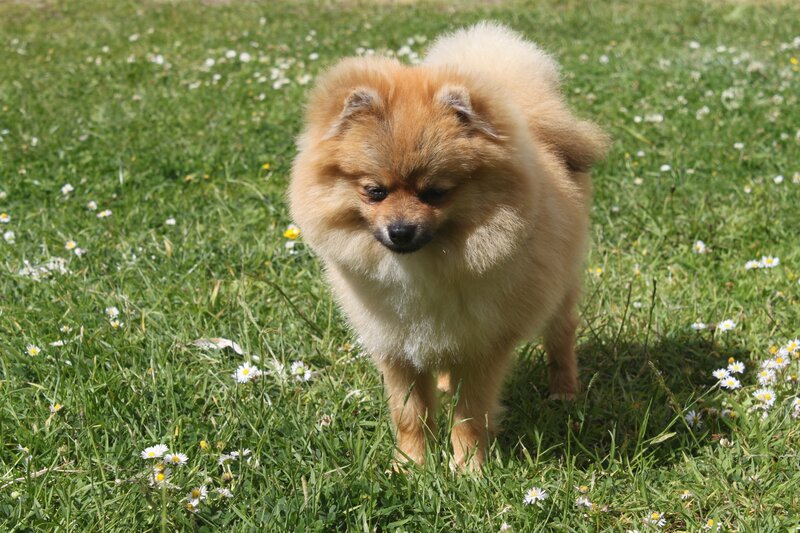 Pomeranian dog in a field