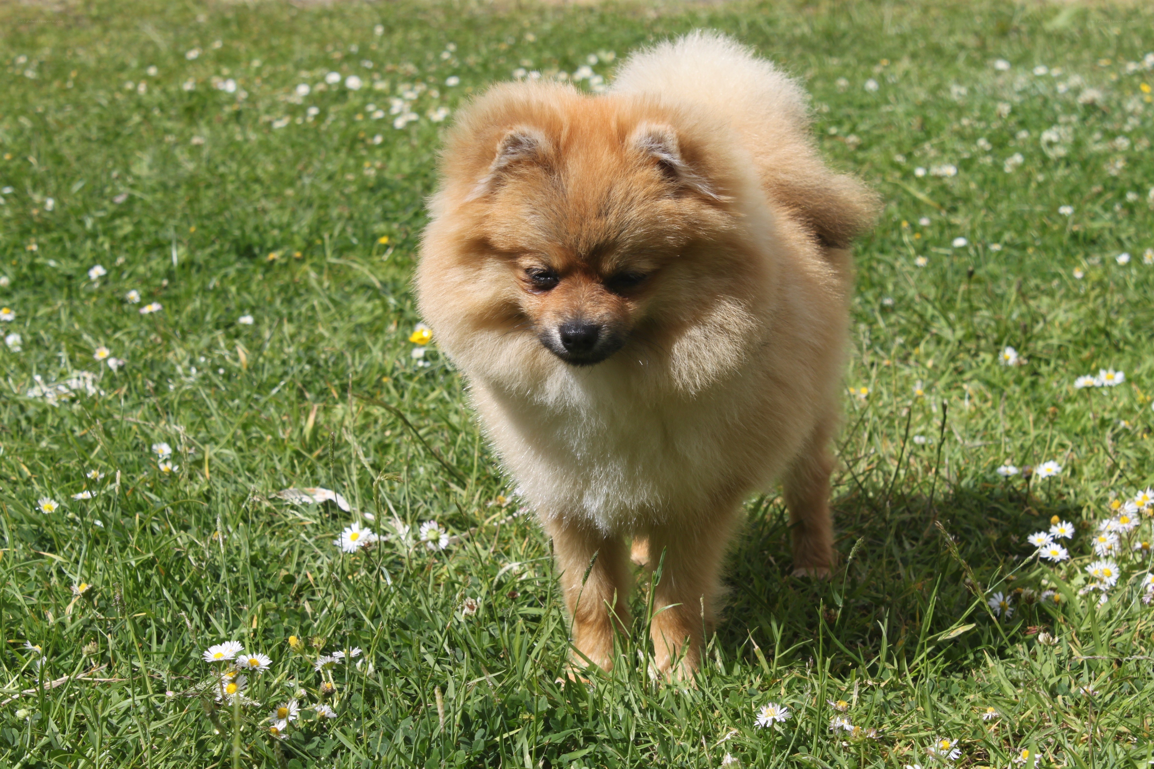 Pomeranian dog in a field