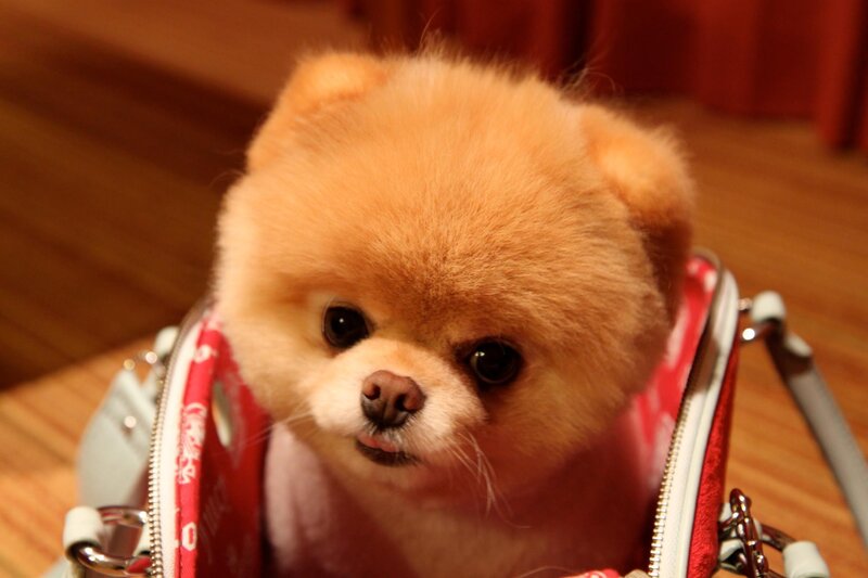 Pomeranian Dog in Bag — Brown