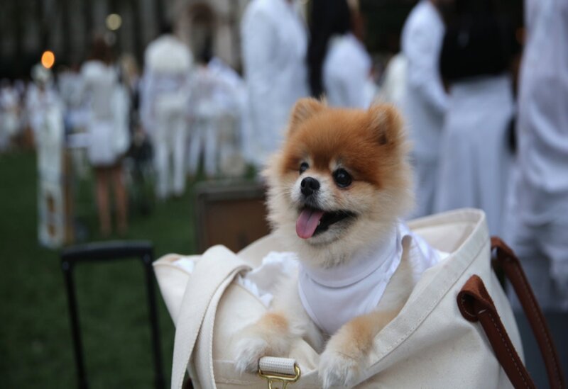 Pomeranian Dog in Bag