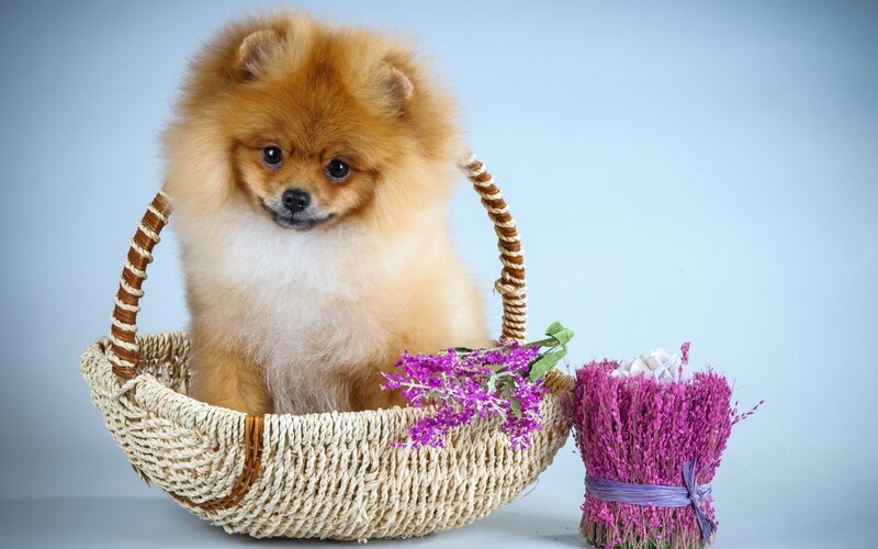 Pomeranian Dog in Basket — Blue