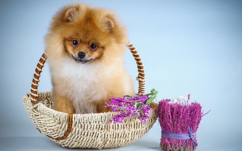 Pomeranian Dog in Basket