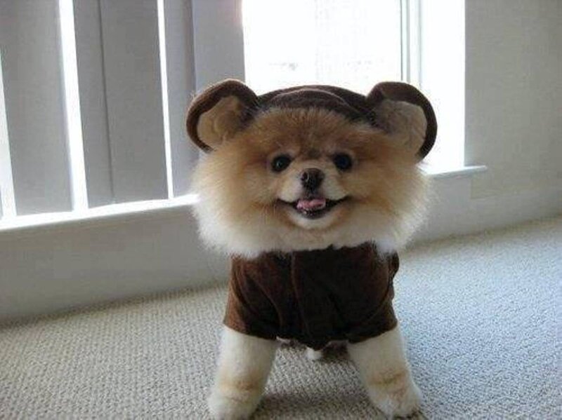 Pomeranian Dog in Costume — Brown