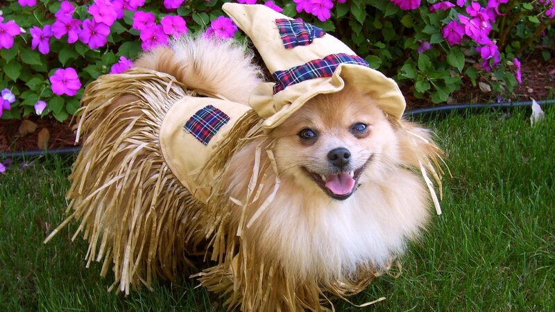 Pomeranian Dog in Costume — Green, Happy, Summer