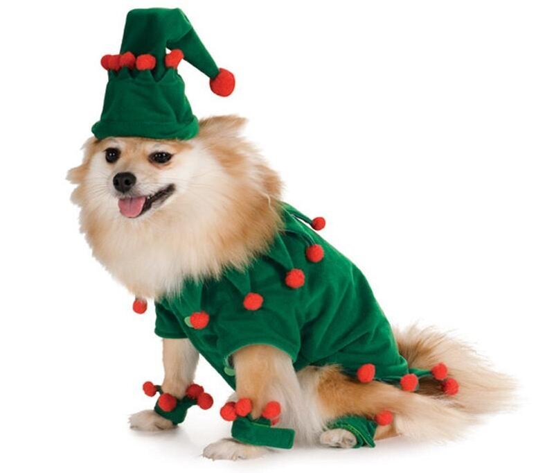 Pomeranian Dog in Costume — Green