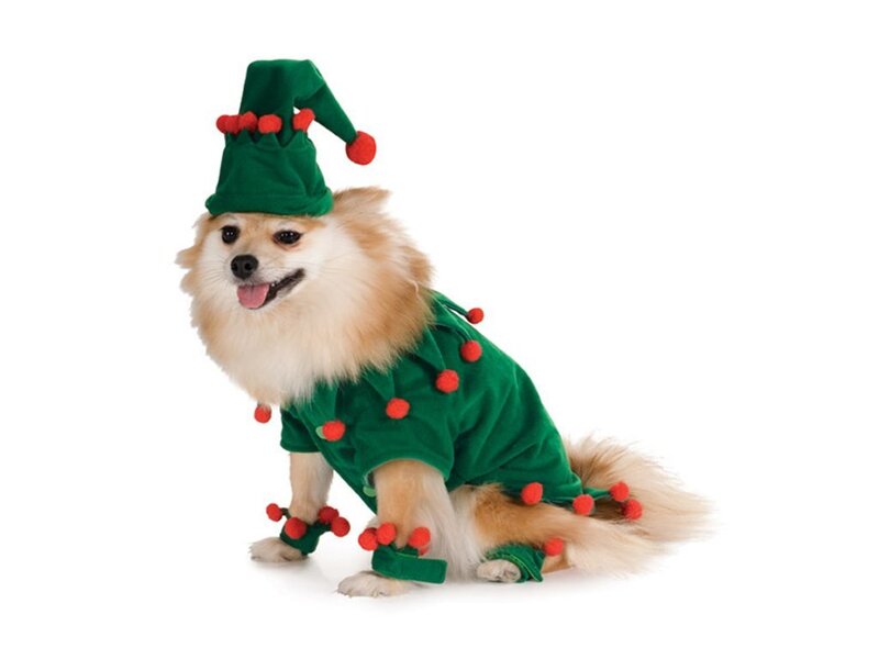 Pomeranian Dog in Costume