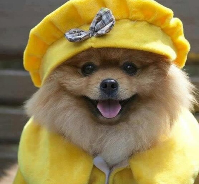 Pomeranian Dog in Costume — Yellow