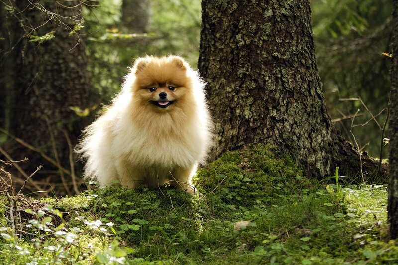 Pomeranian dog in forest