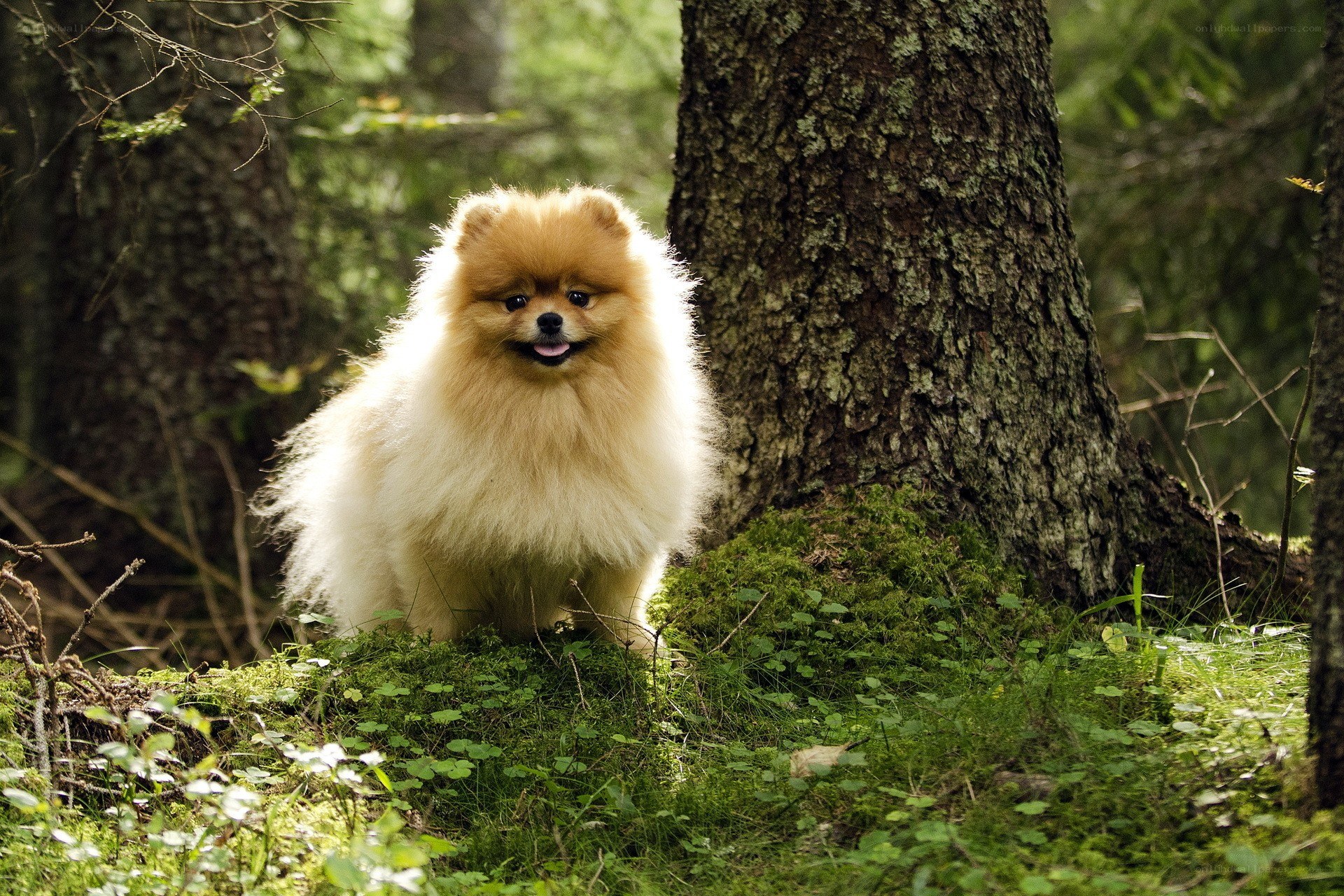 Pomeranian dog in forest