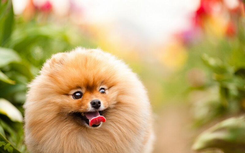 Pomeranian Dog in Garden — Brown