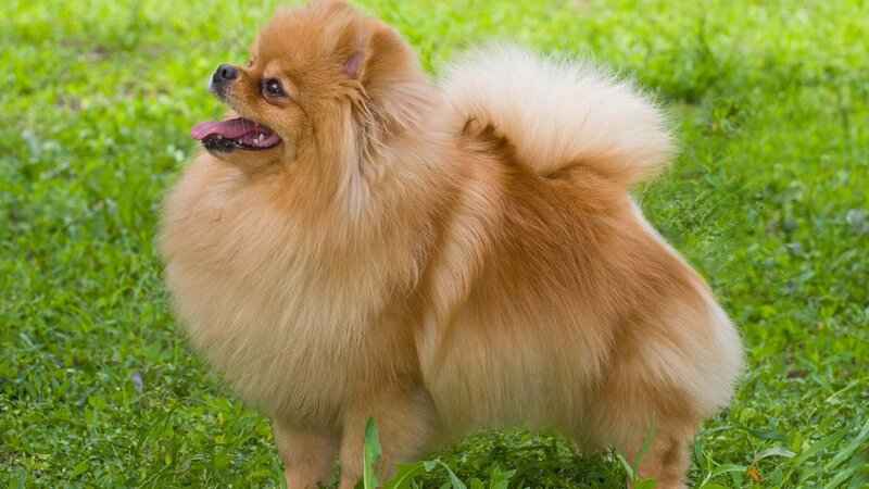 Pomeranian Dog in Grass