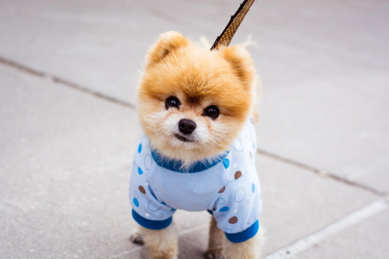 Pomeranian Dog in Pajamas