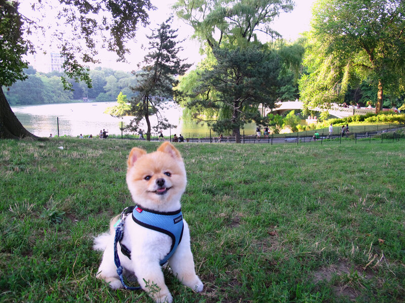 Pomeranian Dog in Park — Green