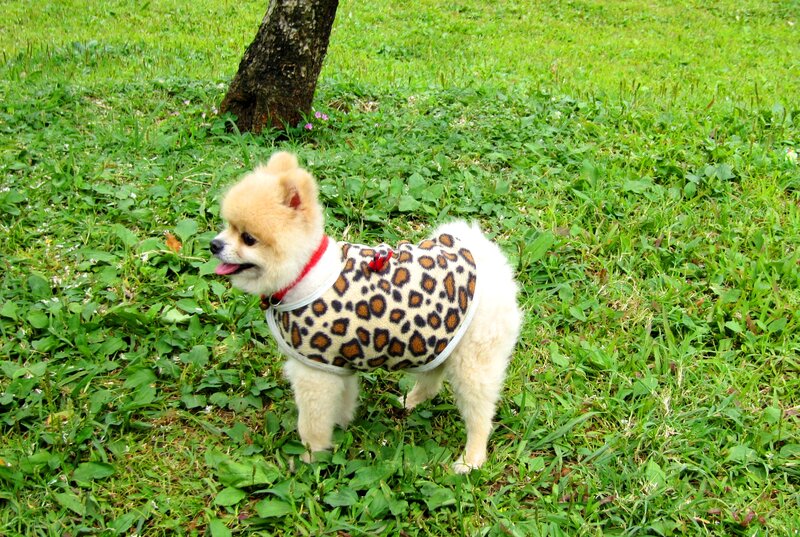 Pomeranian Dog in Park