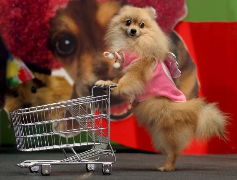 Pomeranian Dog in Pink Dress