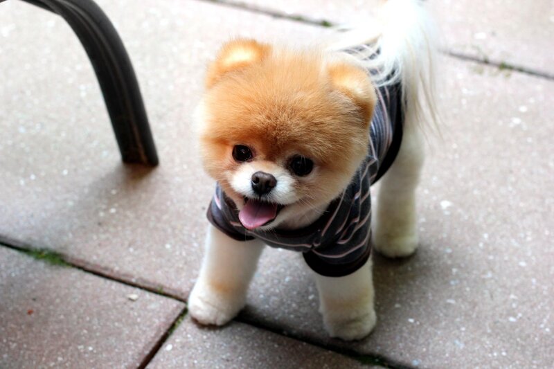 Pomeranian Dog in Shirt