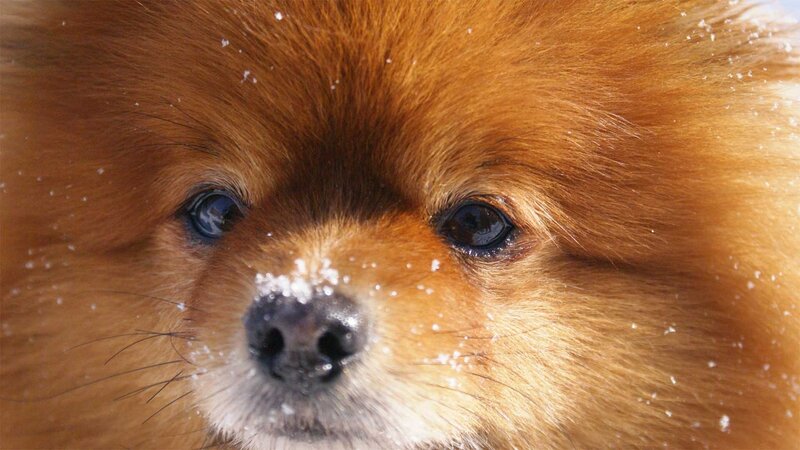 Pomeranian Dog in Snow — Brown