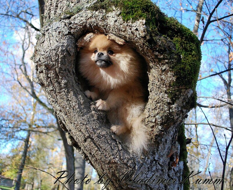 Pomeranian Dog in Tree