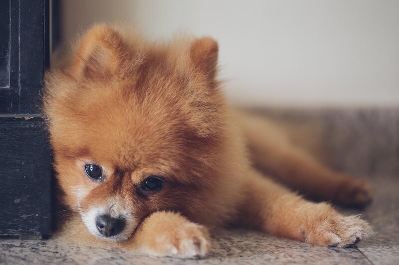 Pomeranian Dog Lying