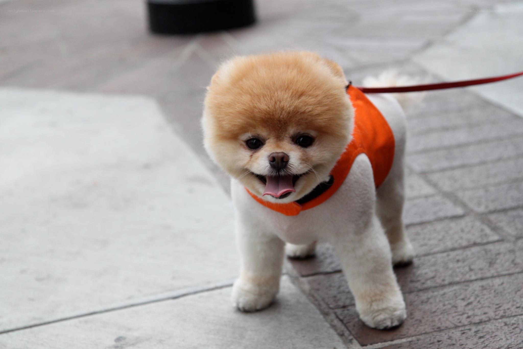 Pomeranian dog on a leash