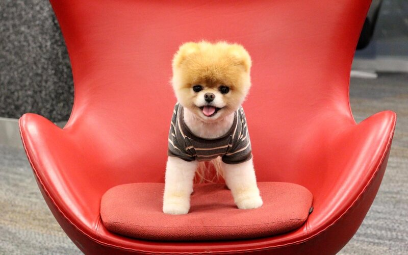 Pomeranian Dog on Chair