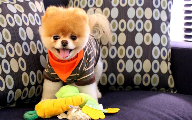 Pomeranian Dog on Couch — Brown, Playful