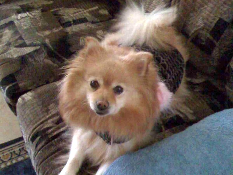 Pomeranian Dog on Couch — Brown