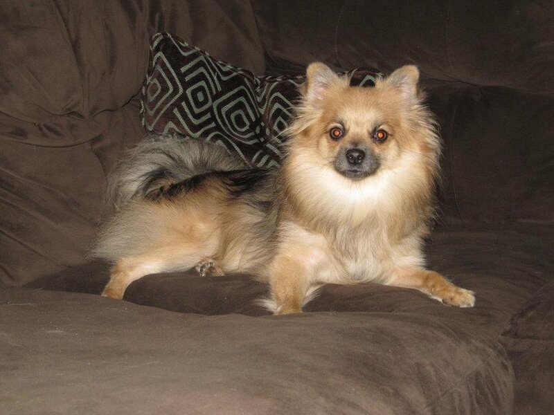 Pomeranian Dog on Couch