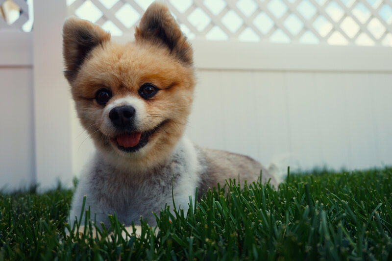 Pomeranian Dog on Grass — Green