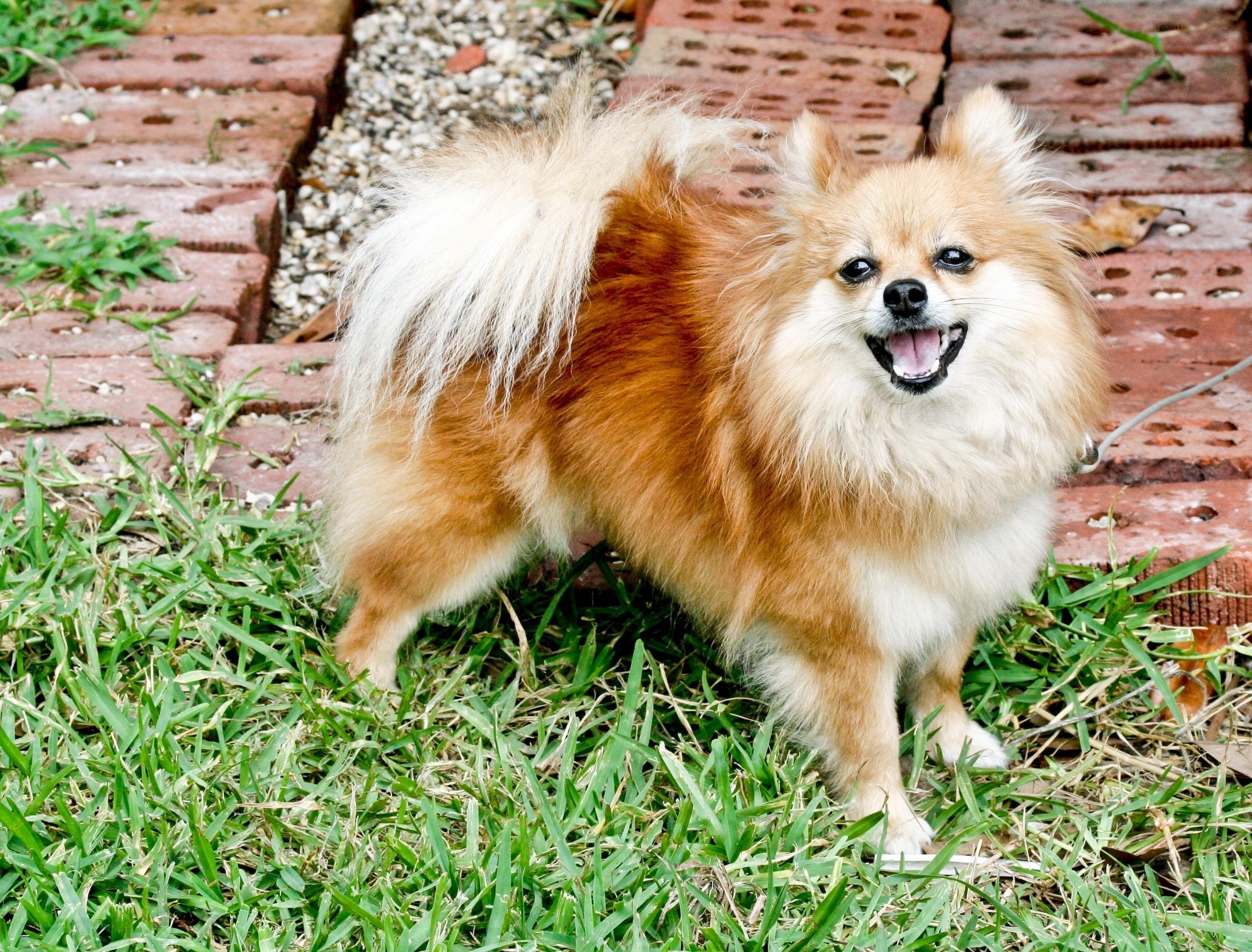 Pomeranian dog on grass