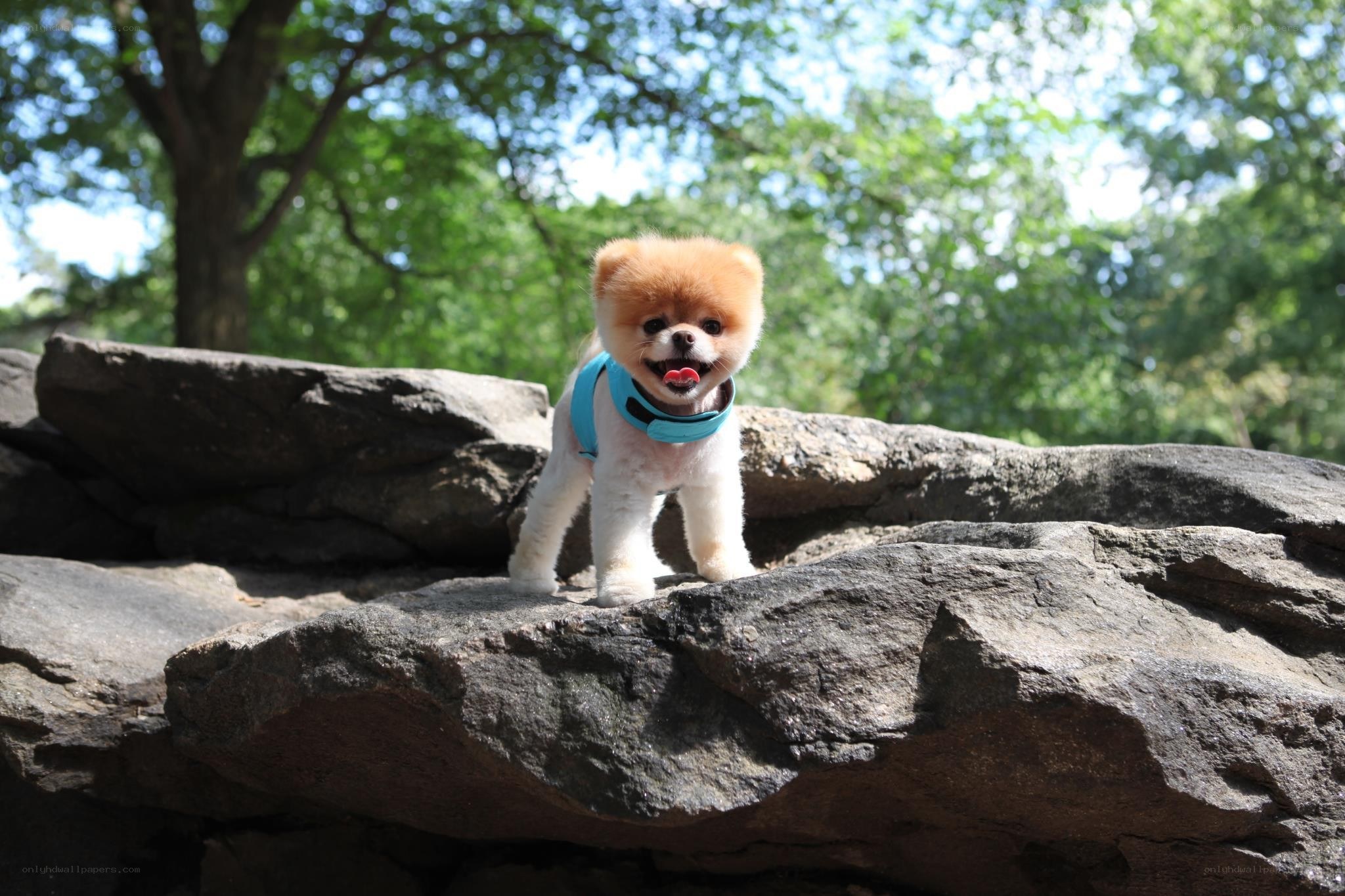 Pomeranian dog on rocks