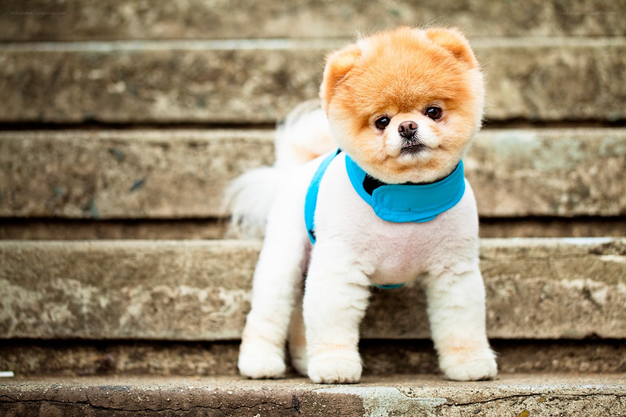 Pomeranian dog on steps