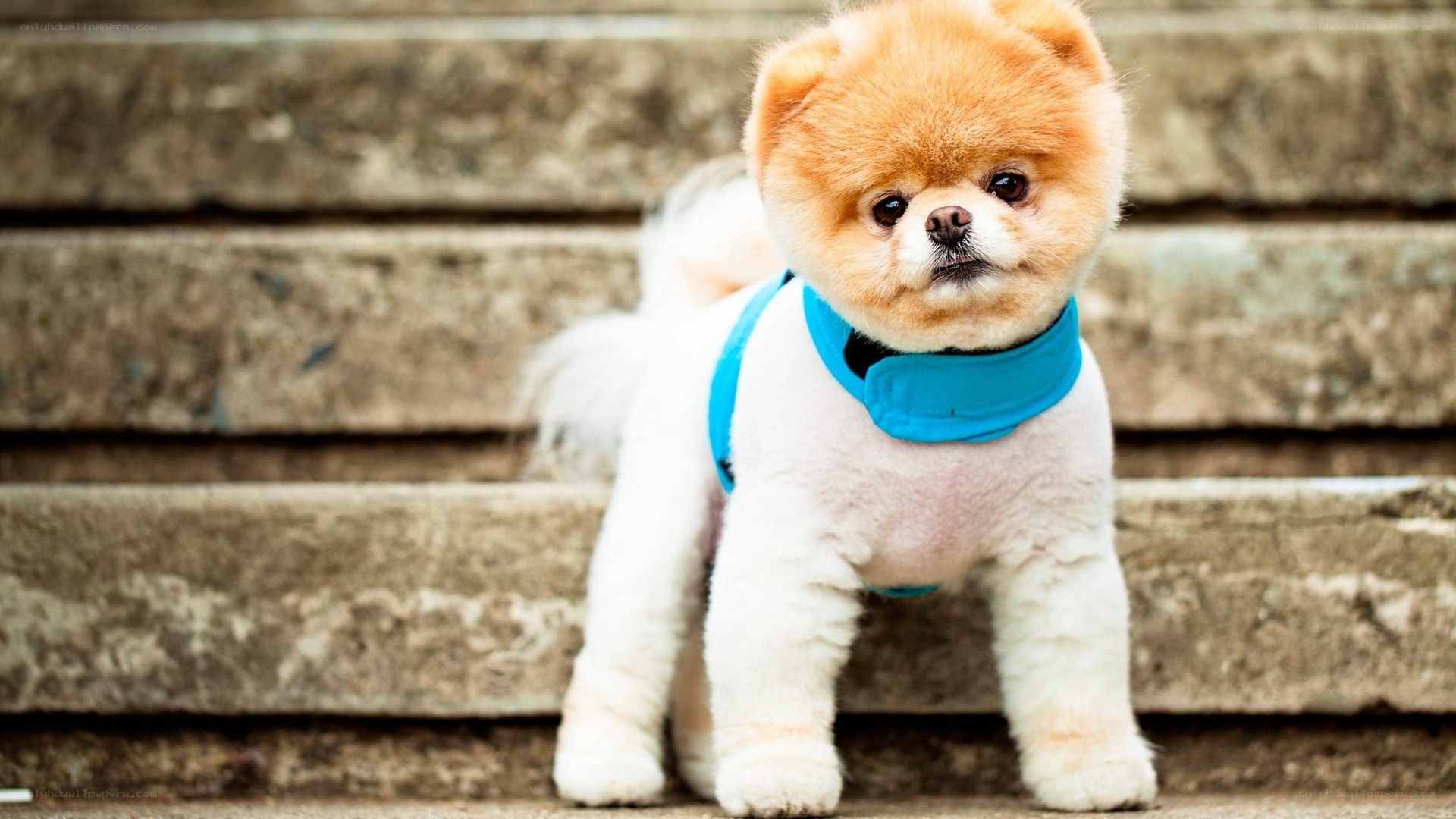 Pomeranian dog on steps