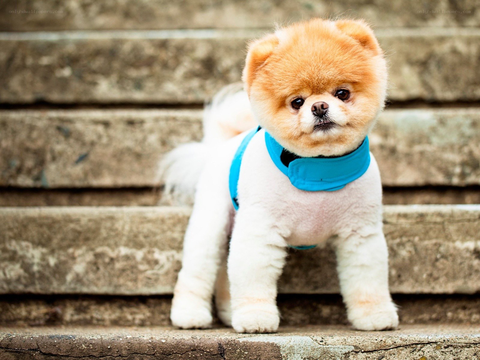 Pomeranian dog on steps