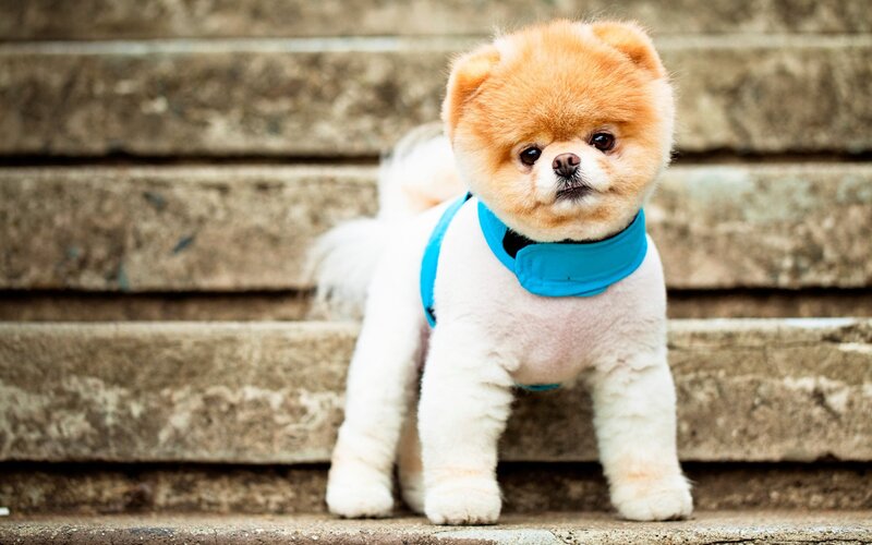 Pomeranian Dog on Steps — Brown